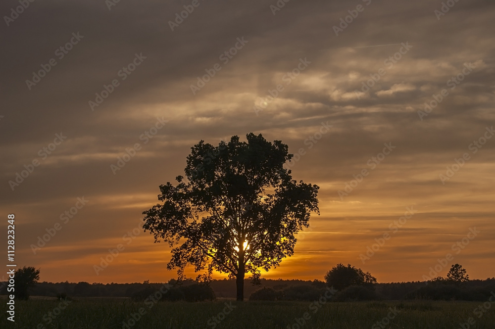 Obraz premium The sunset behind a tree