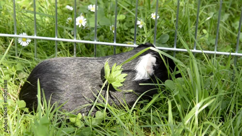 Guinea pigs in the grass eating. Domestic animal in the outdoor in the green grass lawn Guinea pigs in the grass eating. Domestic animal in the outdoor in the green grass lawn