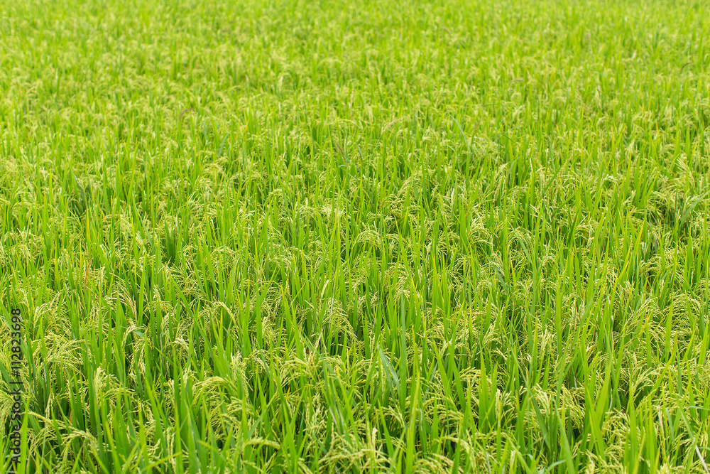 Light-green summer rice field. Light-green summer rice field.