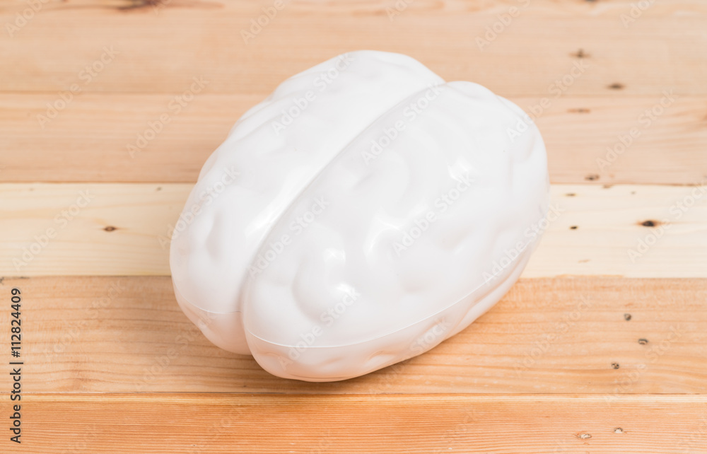 human brain model
human brain model