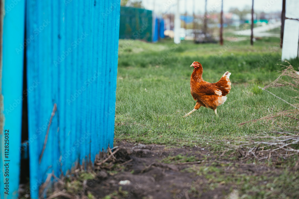 Fototapeta premium rustic chicken brown coloring on a background of grass