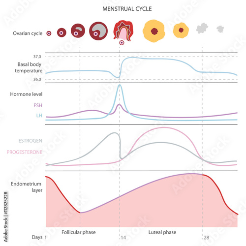 The menstrual cycle, showing changes hormones, endometrial basal body temperature. Infographics. Vector photo