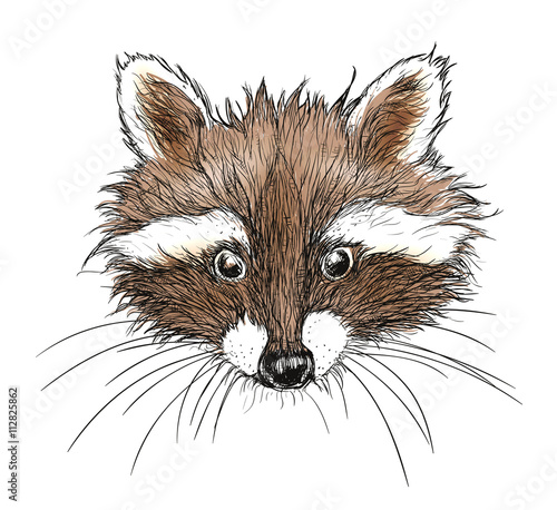 hand drawn raccoon