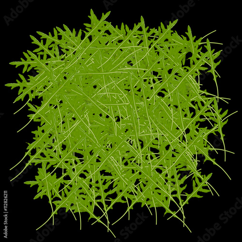 Texture with arugula design. Arugula, salad rocket leaf pattern. Vector Illustration