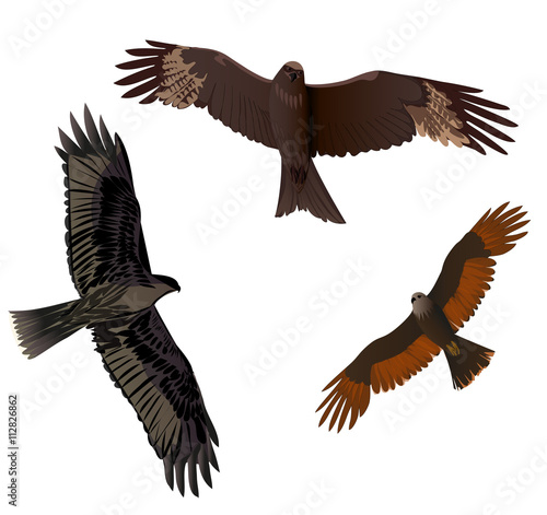 Set birds of prey