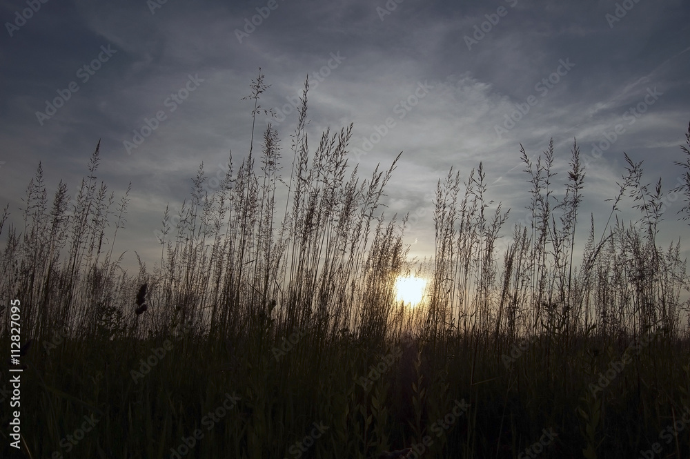 Tall grass of the field at sunset Tall grass of the field at sunset