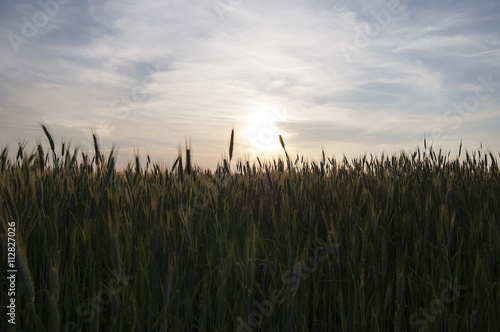 Grain at sunset