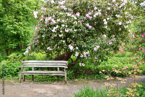 Wooden bench in the garden