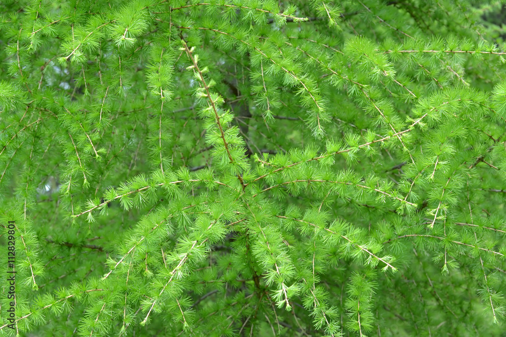 Branches with young green needles of a larch European (Larix dec
