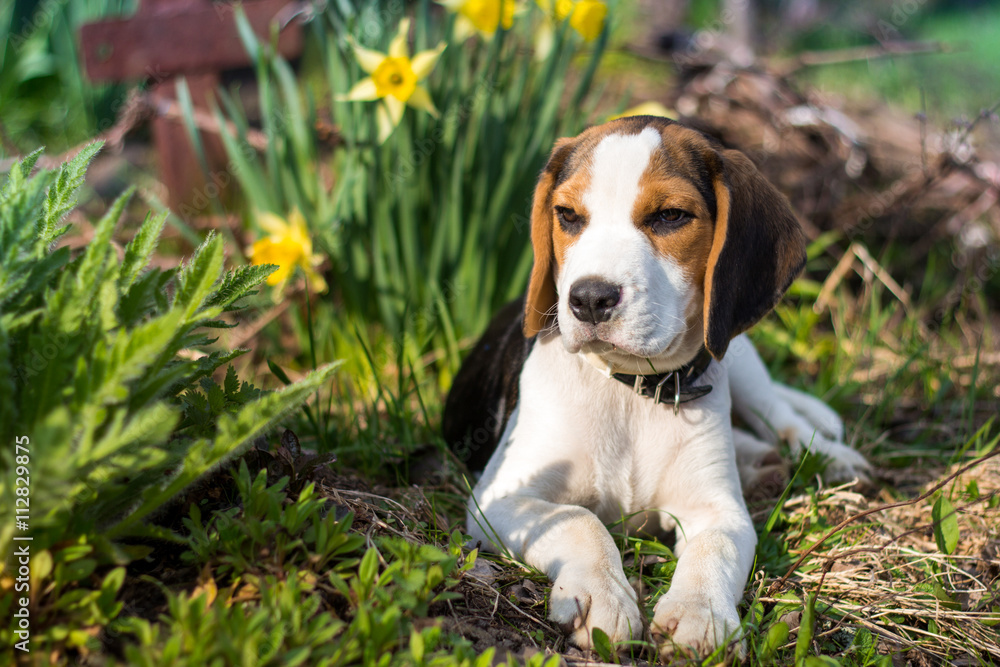 Beagle puppy in the garden.
