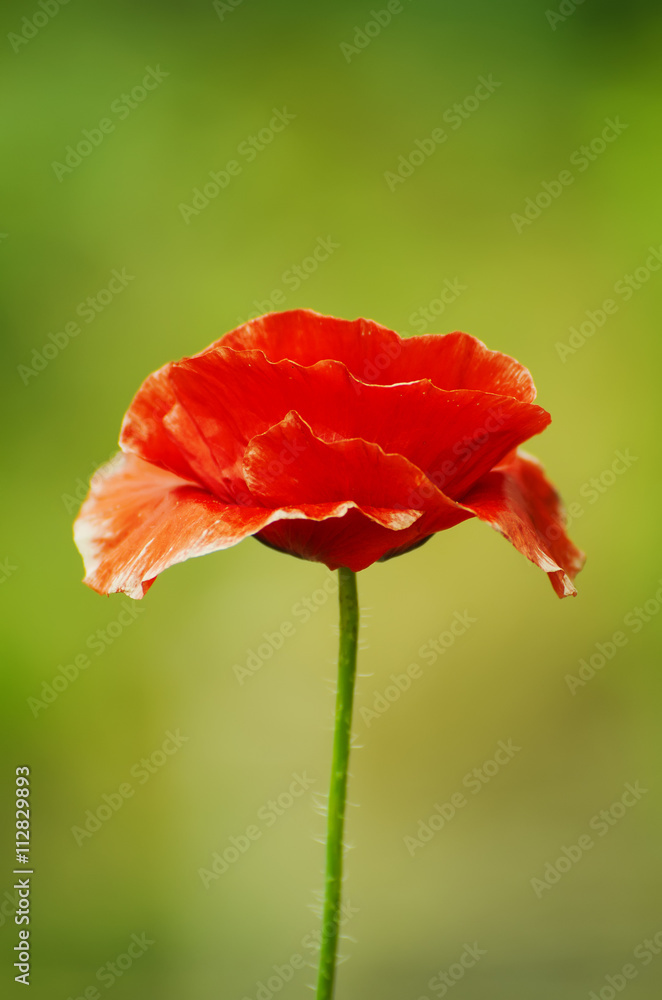 Red poppy flowers blooming in the green grass field, floral natural spring background, can be used as image for remembrance and reconciliation day Red poppy flowers blooming in the green grass field, floral natural spring background, can be used as image for remembrance and reconciliation day