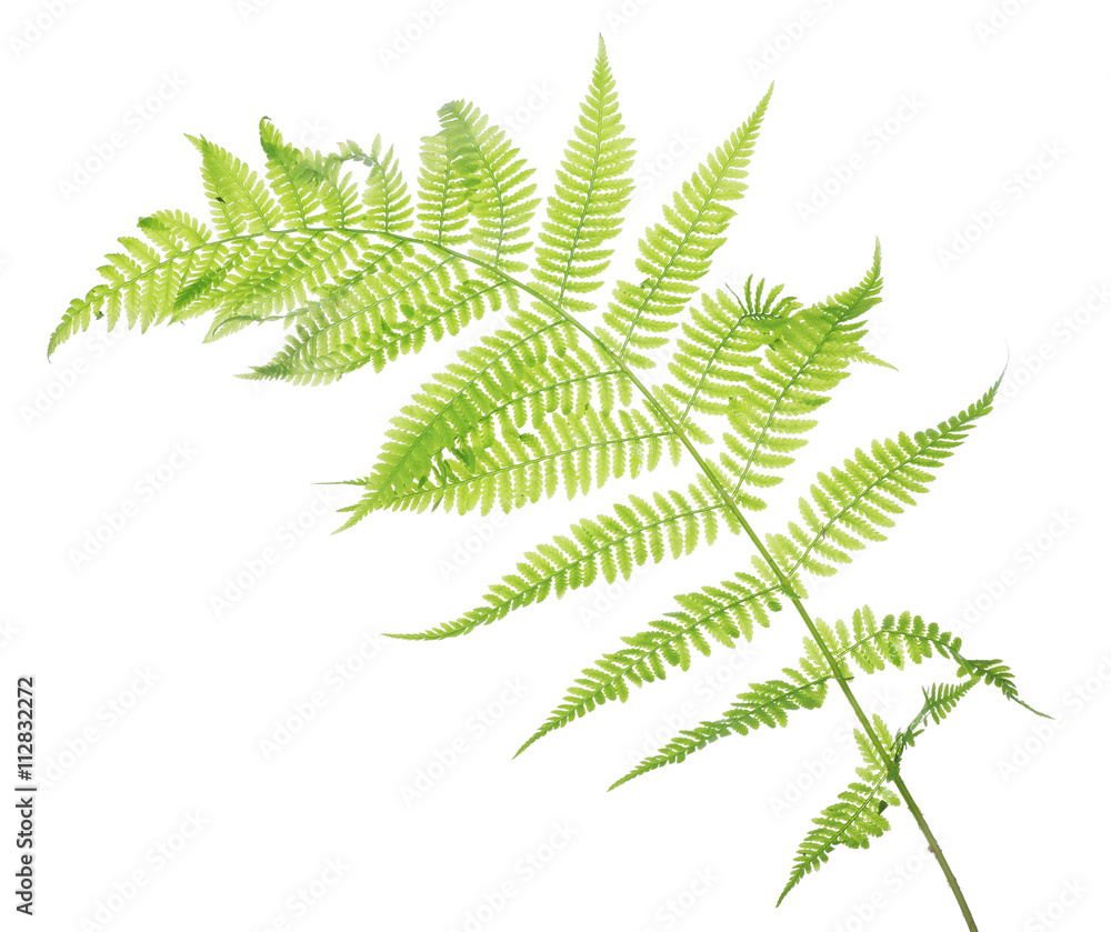 spring light fern leaves on white spring light fern leaves on white