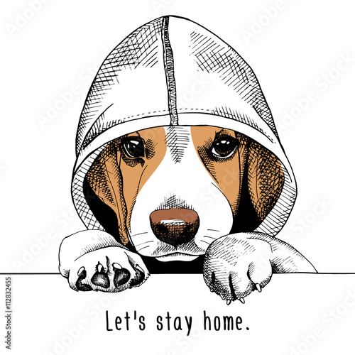 The image of the dog Beagle in the hood. Vector illustration.