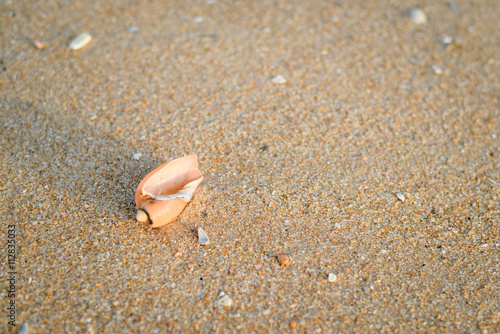 Lonely shell with sand as background, style top side view flat lay