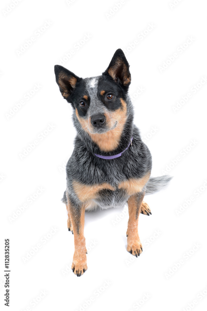 Australian cattle dog sitting isolated on a white background Australian cattle dog sitting isolated on a white background