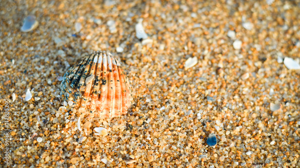 Acanthocardia tuberculata shell with sand as background, style top side view flat lay Acanthocardia tuberculata shell with sand as background, style top side view flat lay