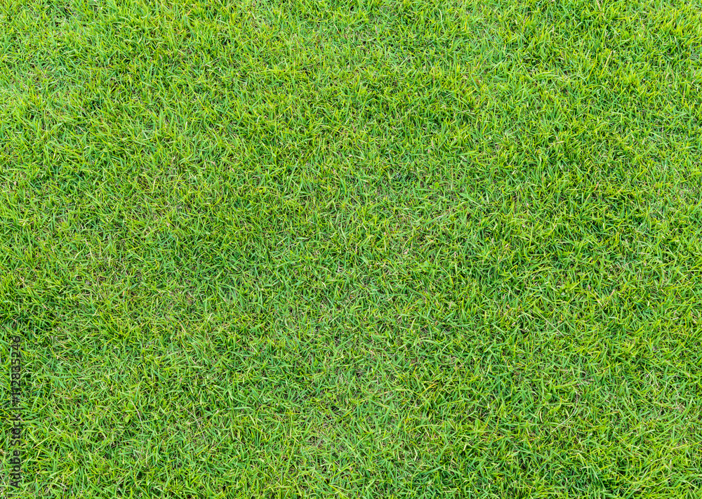 Fototapeta premium green grass pattern from golf course at sunset time