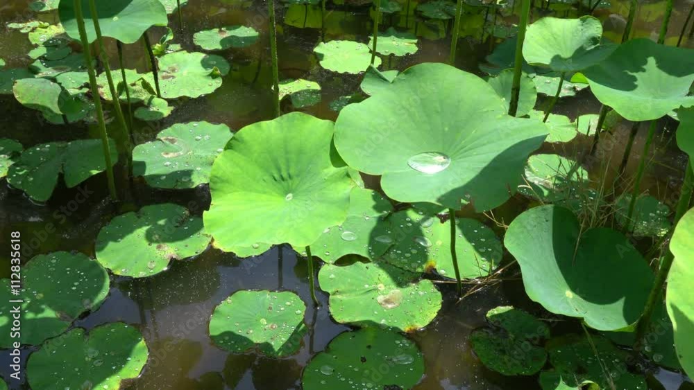 Water droplets on Lotus leaf recorded at around 10AM on June 8, 2016 Water droplets on Lotus leaf recorded at around 10AM on June 8, 2016