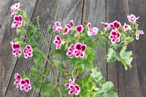 Fototapeta Naklejka Na Ścianę i Meble -  Purple geranium flower on wooden background