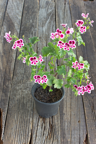 Fototapeta Naklejka Na Ścianę i Meble -  Purple geranium flower on wooden background