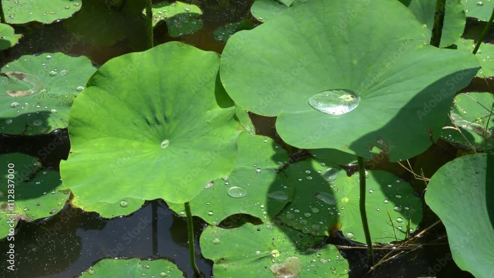 Water droplets on Lotus leaf recorded at around 10AM on June 8, 2016 Water droplets on Lotus leaf recorded at around 10AM on June 8, 2016