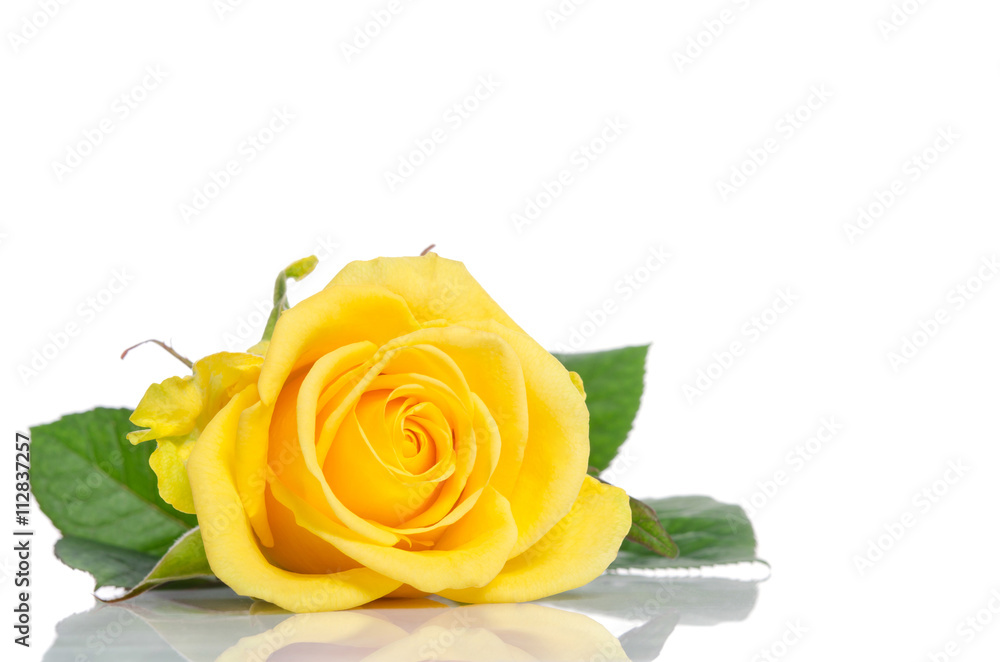 Naklejka premium beautiful yellow rose isolated on white wooden background