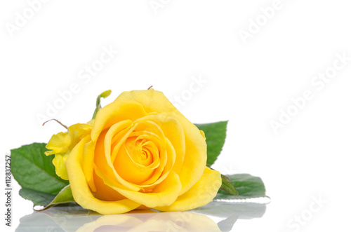 beautiful yellow rose isolated on white wooden background