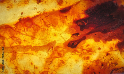 Baltic amber, resin segments, fossil millions of years photo