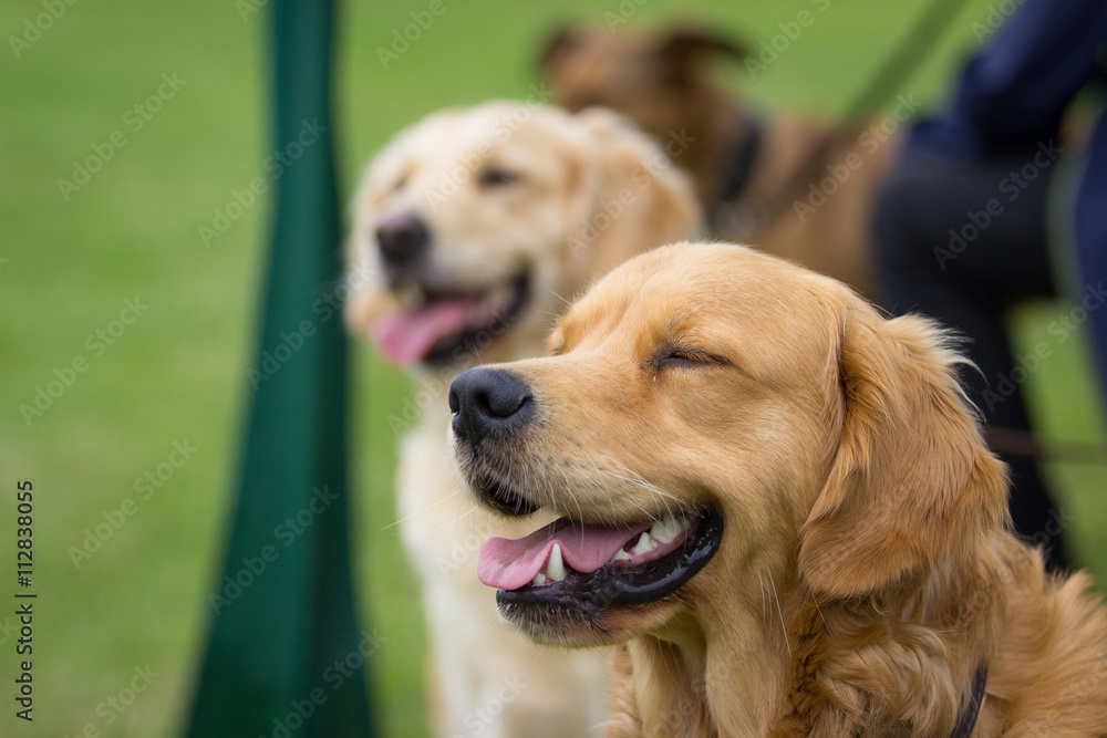 Golden Retriever Golden Retriever