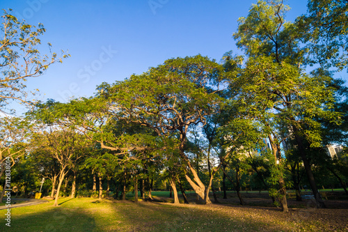 Green park with lawn and trees in a city