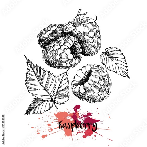 Vector illustration of raspberry. Isolated on white background. Engraving summer fresh vegetarian fresh fruit. Hand drawn engraving art. For cocktail, smoothie, desserts and salsds.