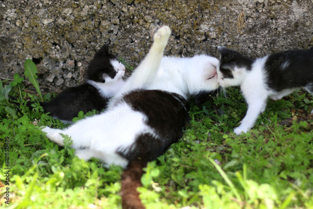 Black and white cat playing with her two similar kittens outdoor. Selective focus. 