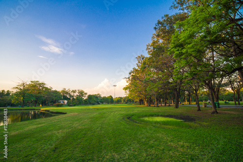 Green park with lawn and trees in a city