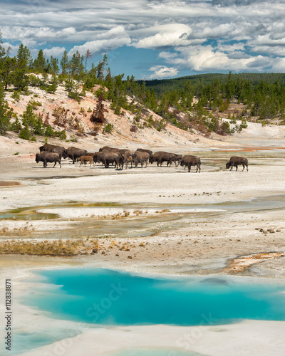 Bild auf Leinwand Bison herd behind the Colloidal Pool at the Norris Geyser Basin in Yellowstone N