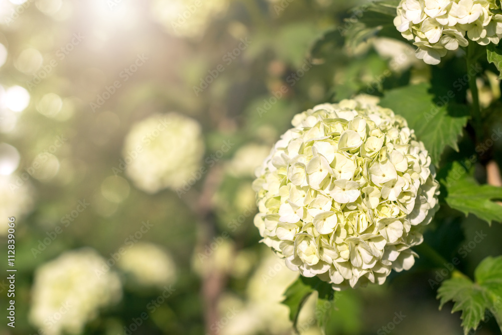 Globular inflorescences decorative Viburnum