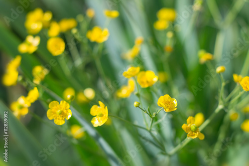 Fototapeta Naklejka Na Ścianę i Meble -  Rustic yellow flowers in green grass.