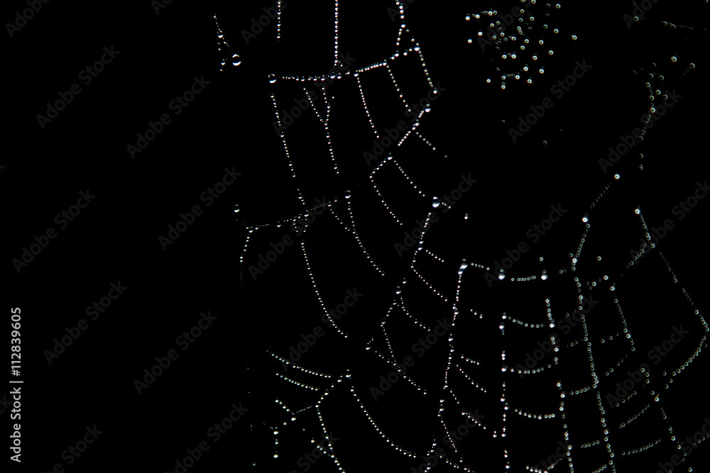 Fototapeta premium Spider web with water drops on an early Irish morning