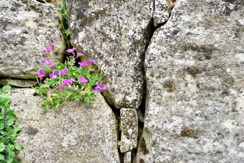 Flower plants growing through the cracked stone