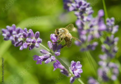 Honeybee on lavender flower closeup © disq