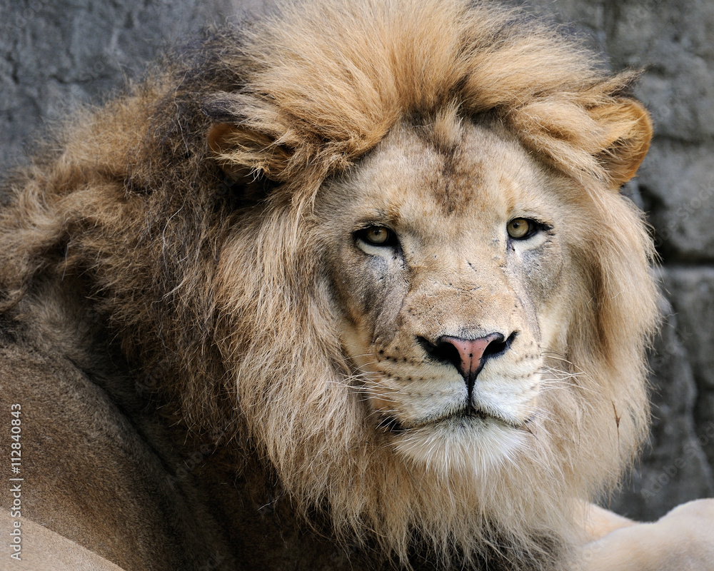 Male African lion (panthera leo)