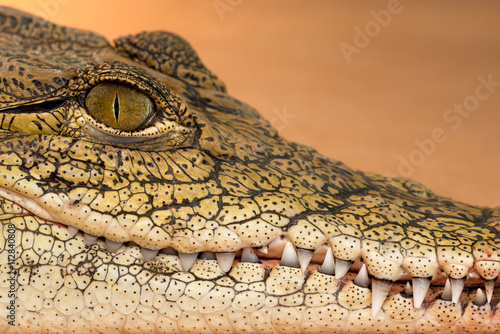 Nile crocodile  Crocodylus niloticus  profile closeup with teeth showing