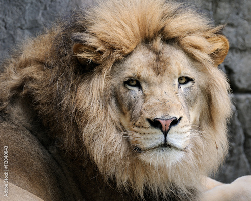 Male African lion  panthera leo 