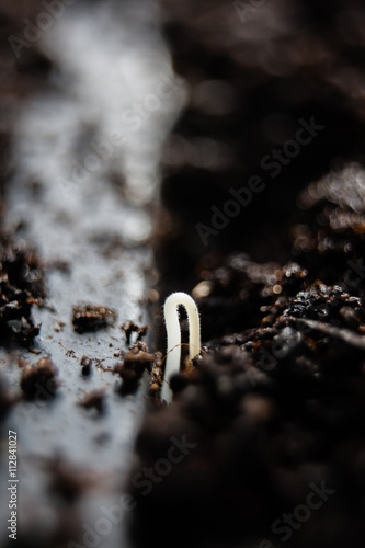 Germinating Tomato Seed