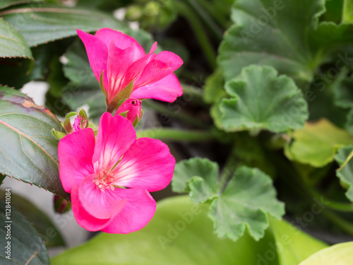 Fototapeta Naklejka Na Ścianę i Meble -  pink geranium,