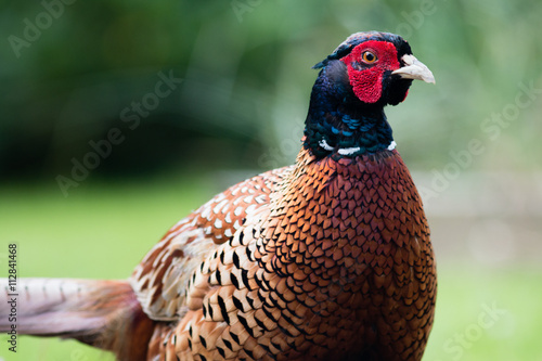 Common Irish Pheasant (Phasianus colchicus)