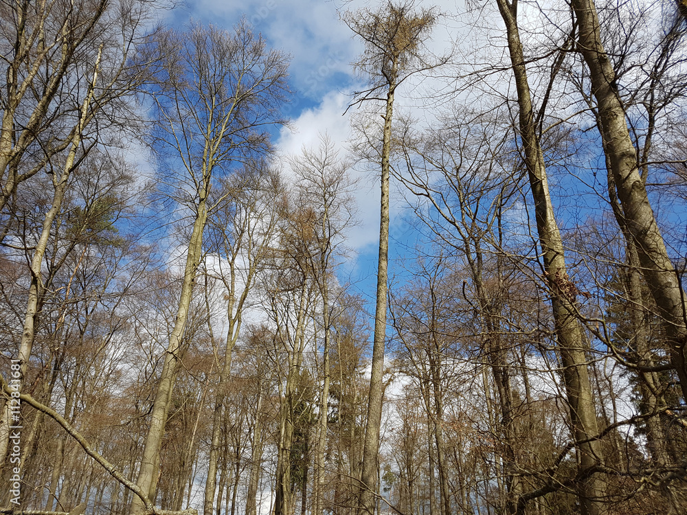 Buchenwald, Rotbuche; Fagus, sylvatica; Stamm, Buche Buchenwald, Rotbuche; Fagus, sylvatica; Stamm, Buche