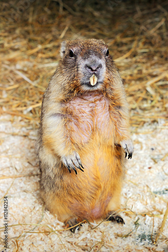 Bobak Marmot photo