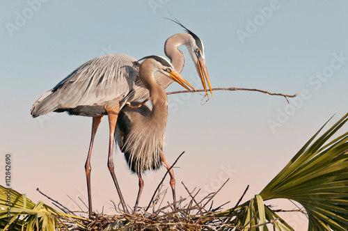 Pair of great blue herons build a nest at the Ritch Grissom Memorial Wetlands (often referred to as the Viera Wetlands) in Melbourne, Florida photo
