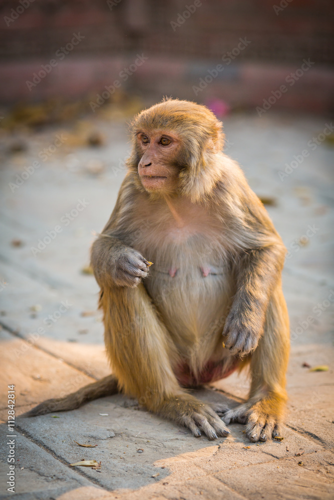 Naklejka premium Monkey