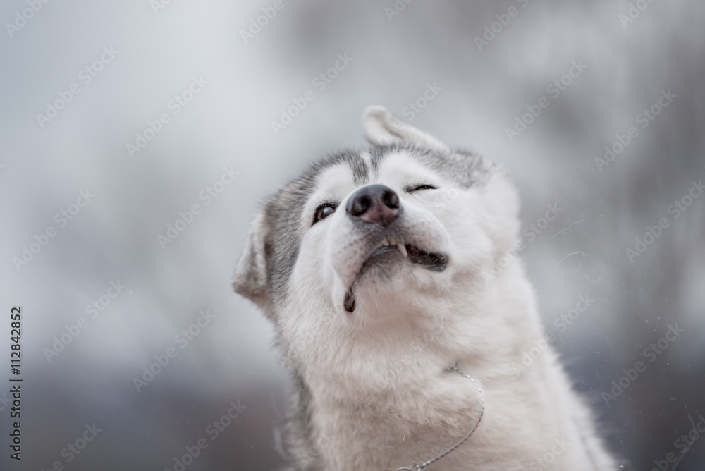 A Siberian Husky dog shakes off water